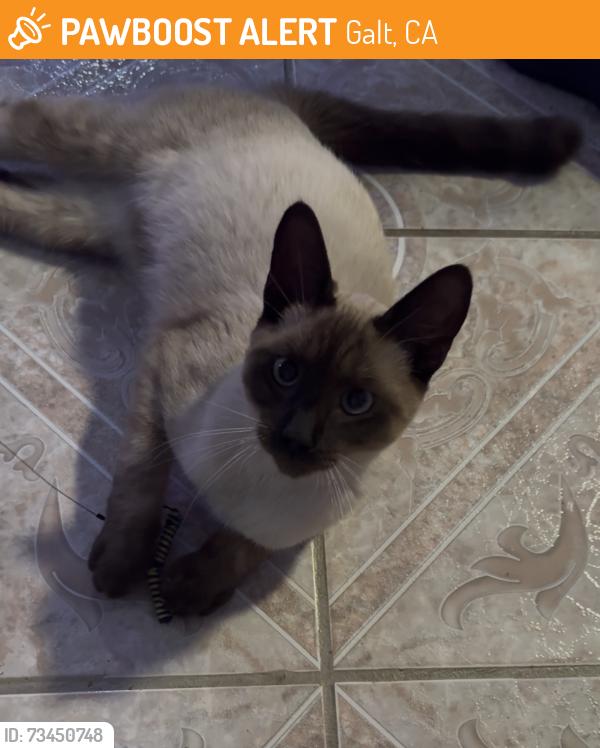 Found/Stray Male Cat last seen Meadowview Drive/Kost Rd, Galt, CA 95632