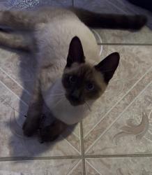 Found/Stray Male Cat last seen Meadowview Drive/Kost Rd, Galt, CA 95632