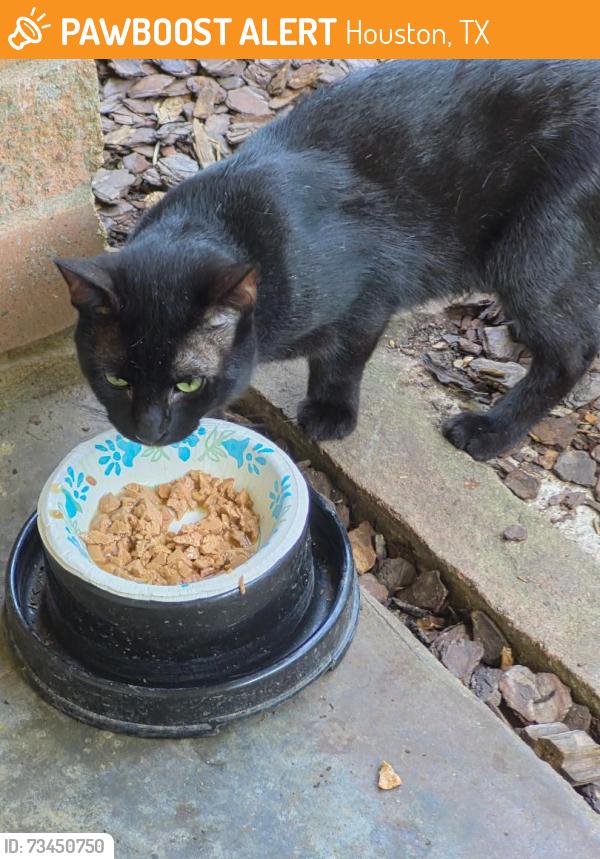 Found/Stray Male Cat last seen Sanford & Spellman Roads, Houston, TX 77096