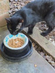 Found/Stray Male Cat last seen Sanford & Spellman Roads, Houston, TX 77096