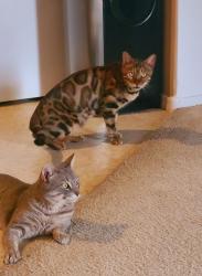 Lost Male Cat last seen 126th Ave and Monterey Way, Avondale, AZ 85392