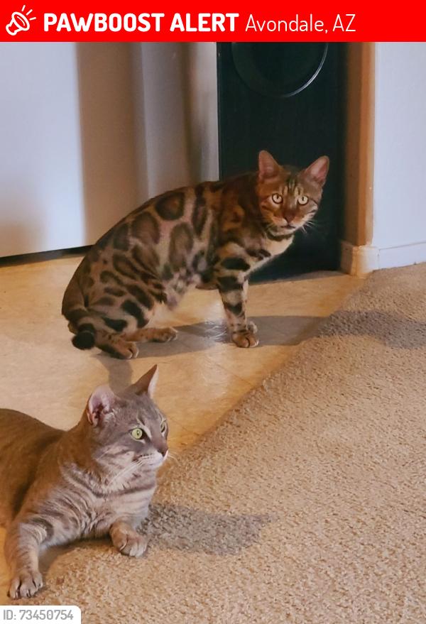 Lost Male Cat last seen 126th Ave and Monterey Way, Avondale, AZ 85392
