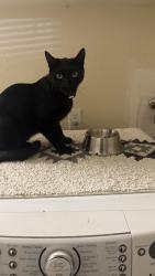 Lost Male Cat last seen Riverside Blvd, Sacramento, CA 95831