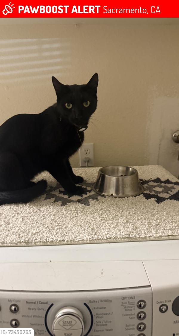 Lost Male Cat last seen Riverside Blvd, Sacramento, CA 95831