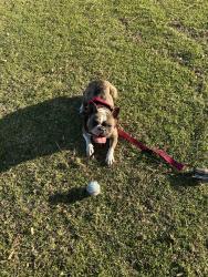 Reunited Female Dog last seen Near Emerald Dr, Vista, CA 92083, USA, Vista, CA 92083