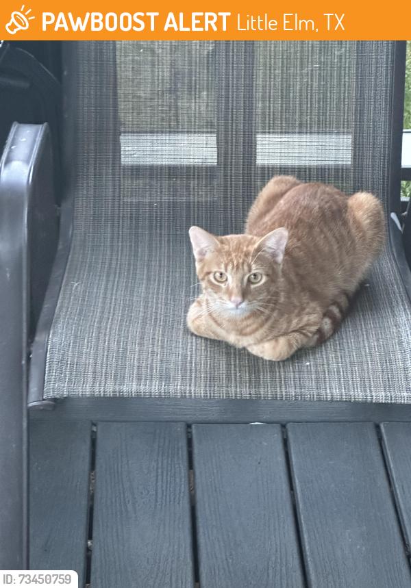 Found/Stray Male Cat last seen Preston on the lake little elm, Little Elm, TX 75068