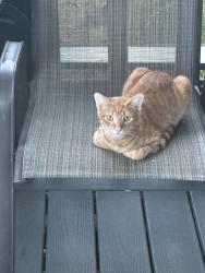 Found/Stray Male Cat last seen Preston on the lake little elm, Little Elm, TX 75068