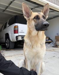 Lost Female Dog last seen Villa Maria, Bryan, TX 77807