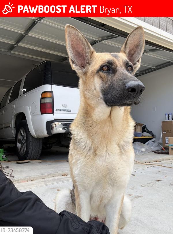 Lost Female Dog last seen Villa Maria, Bryan, TX 77807
