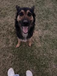 Lost Female Dog last seen South CR 1210 & W CR 130, Midland, TX 79706