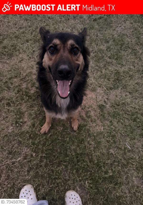 Lost Female Dog last seen South CR 1210 & W CR 130, Midland, TX 79706