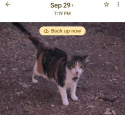 Found/Stray Unknown Cat last seen Sabbath Home Baptist Church Road, Brunswick County, NC 28462