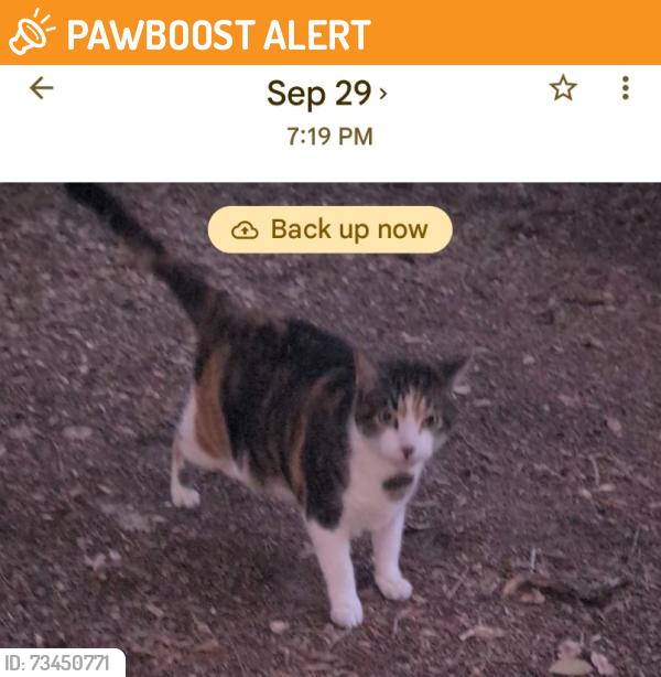 Found/Stray Unknown Cat last seen Sabbath Home Baptist Church Road, Brunswick County, NC 28462
