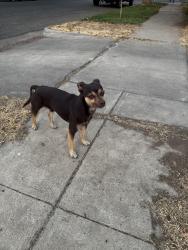 Found/Stray Male Dog last seen Palm and shields, Fresno, CA 93704