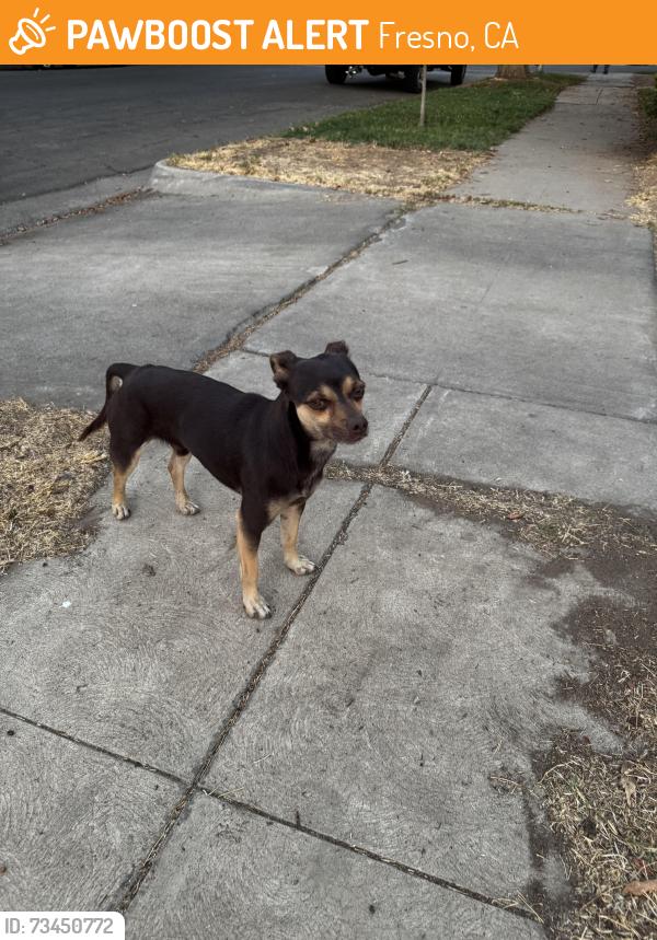 Found/Stray Male Dog last seen Palm and shields, Fresno, CA 93704