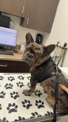 Reunited Male Dog last seen Near Emerald Dr, Vista, CA 92083, USA, Vista, CA 92083