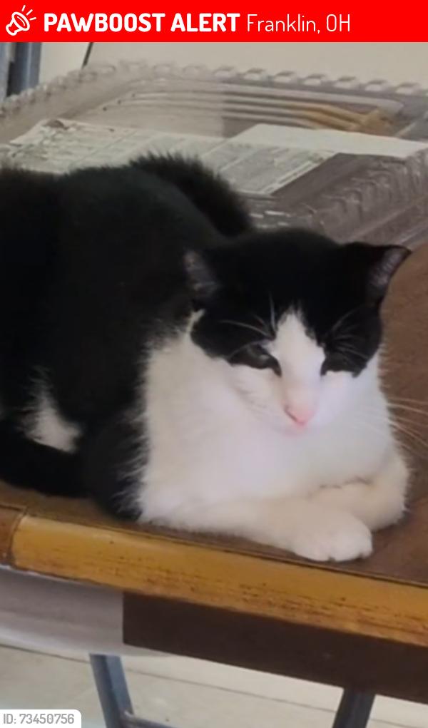 Lost Male Cat last seen East of Deardoff Rd, Franklin, OH 45005