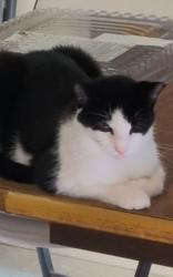 Lost Male Cat last seen East of Deardoff Rd, Franklin, OH 45005