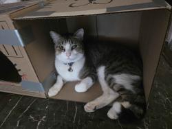 Lost Male Cat last seen 59th Avenue and Warner, Phoenix, AZ 85043