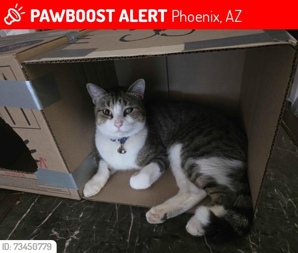 Lost Male Cat last seen 59th Avenue and Warner, Phoenix, AZ 85043