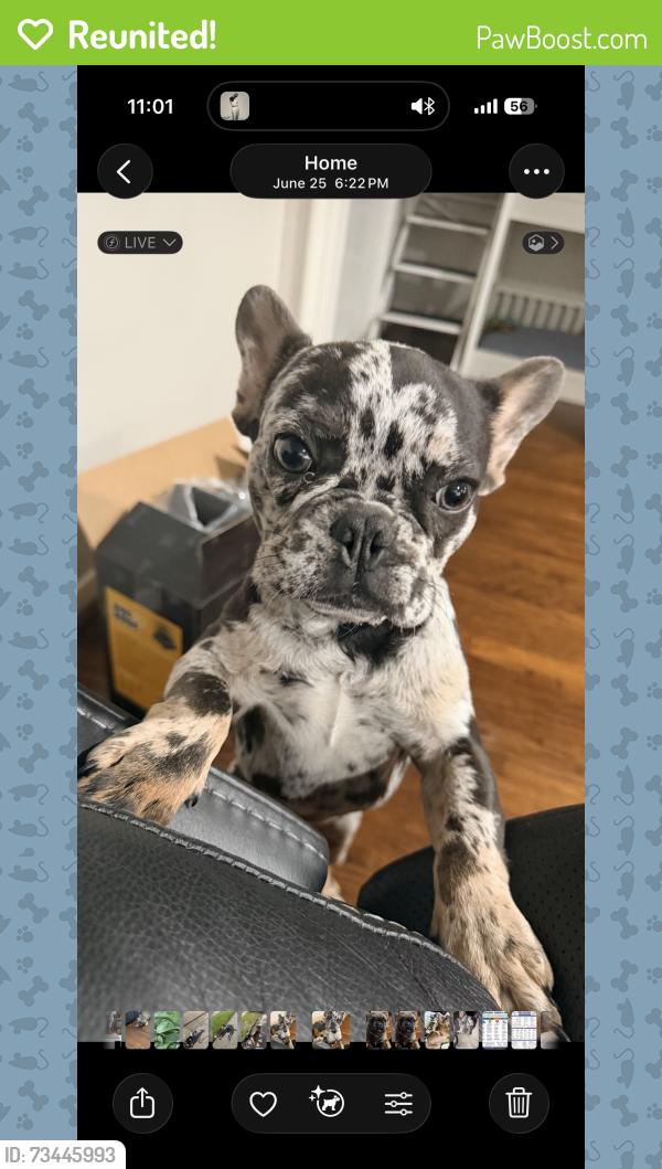 Reunited Male Dog last seen Westbury Neighborhood, Houston, TX 77096