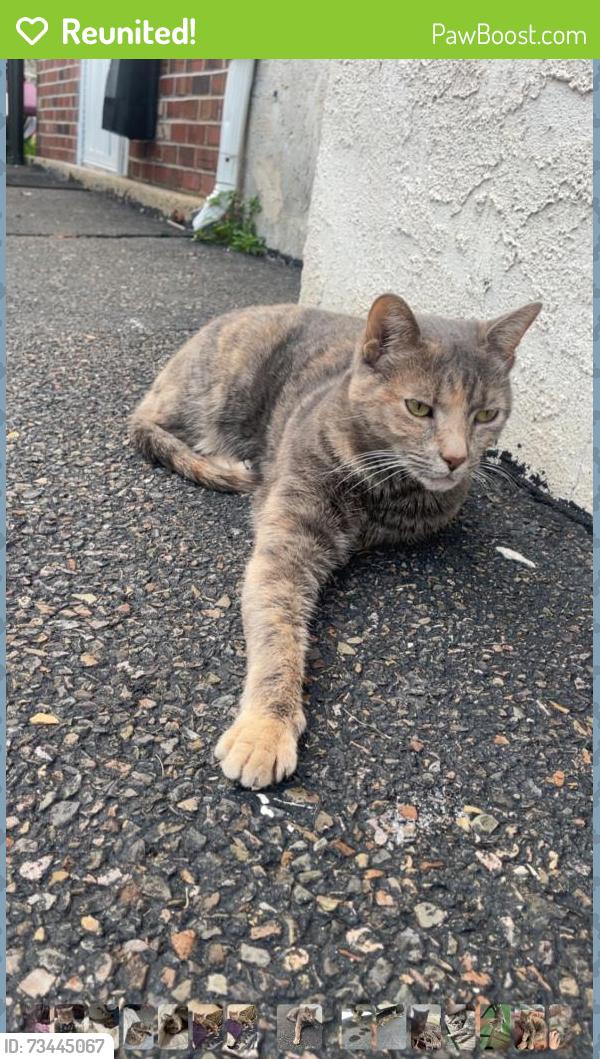 Reunited Female Cat last seen Rotterdam rd north, Village Shires, PA 18966