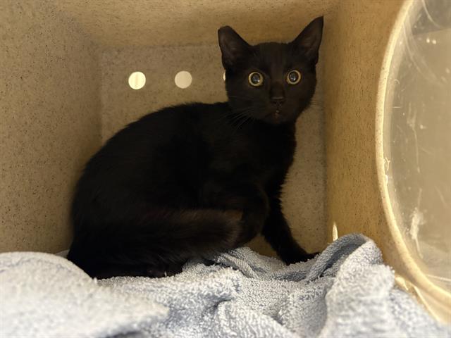 Shelter Stray Female Cat last seen Near BLOCK MILITARY RD S, TUKWILA WA 98168, 21615 64th Ave S, Kent, WA 98032, USA
