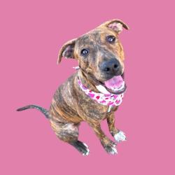 Shelter Stray Female Dog last seen Near BLOCK VISTA COLINA DR, BAKERSFIELD CA 93306, 3951 Fruitvale Ave, Bakersfield, CA 93308, USA