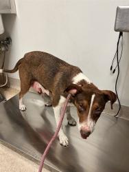 Shelter Stray Female Dog last seen Near BLOCK EDISON RD, BAKERSFIELD CA 93307, 3951 Fruitvale Ave, Bakersfield, CA 93308, USA
