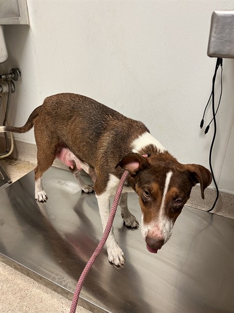 Shelter Stray Female Dog last seen Near BLOCK EDISON RD, BAKERSFIELD CA 93307, 3951 Fruitvale Ave, Bakersfield, CA 93308, USA