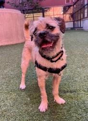Shelter Stray Male Dog last seen CHINA TOWN, 1419 Bryant St, San Francisco, CA 94103, USA
