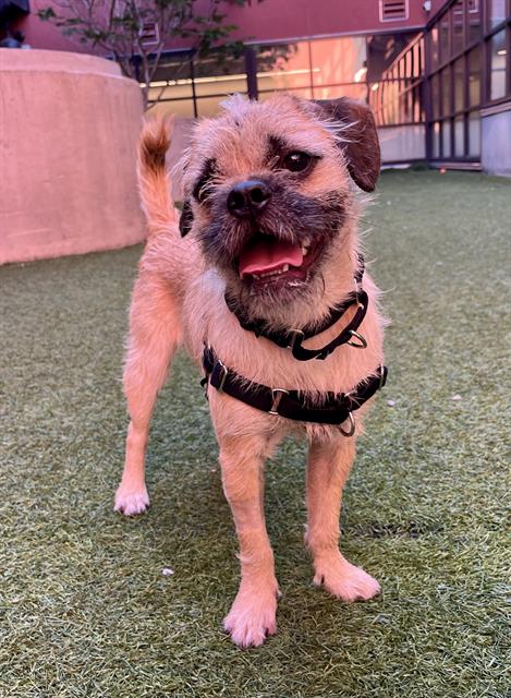 Shelter Stray Male Dog last seen CHINA TOWN, 1419 Bryant St, San Francisco, CA 94103, USA