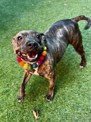 Shelter Stray Female Dog last seen TURK / HYDE, 1419 Bryant St, San Francisco, CA 94103, USA