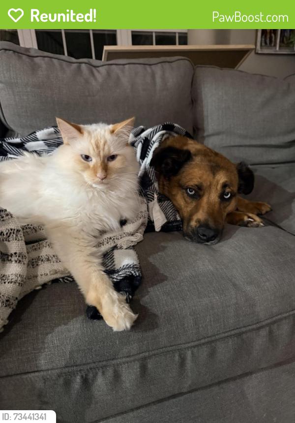 Reunited Male Cat last seen Grassy Creek culdesac, Chapel Hill, NC 27517