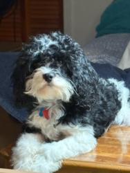 Lost Male Dog last seen joyce dr and pineridge dr in forest park, Ga, Forest Park, GA 30297