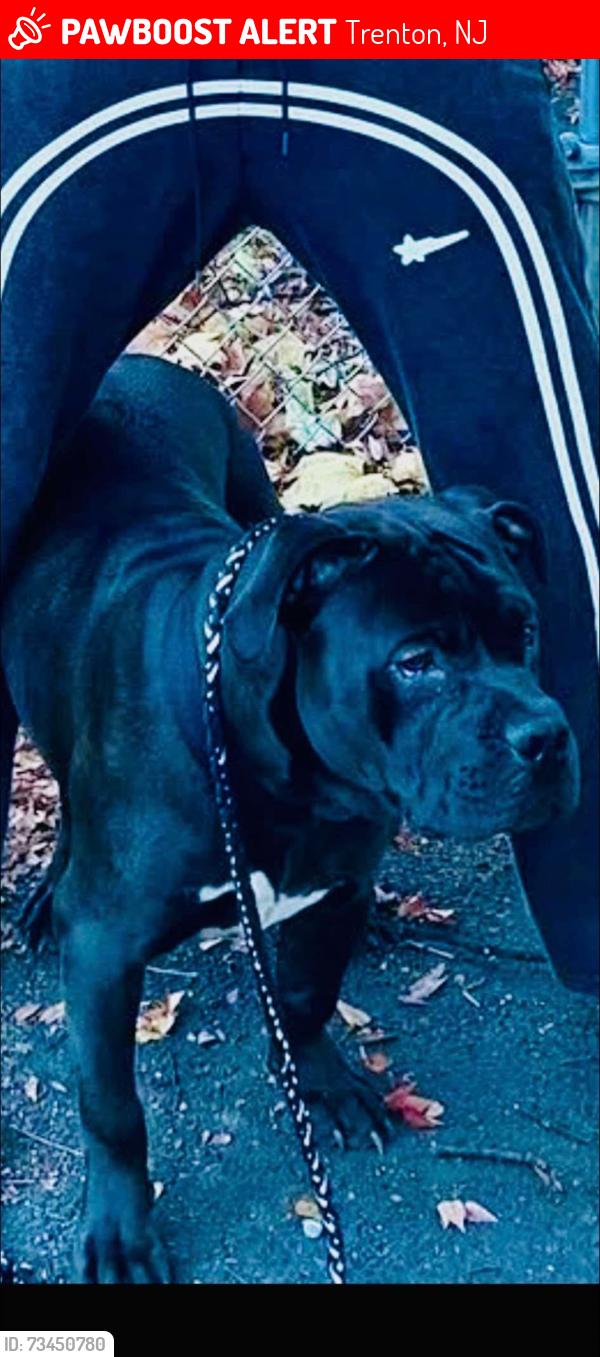 Lost Male Dog last seen Montgomery Street Trenton NJ and Martin Luther King Jr. BLVD Trenton NJ, Trenton, NJ 08609