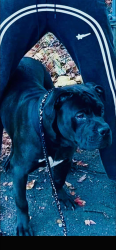 Lost Male Dog last seen Montgomery Street Trenton NJ and Martin Luther King Jr. BLVD Trenton NJ, Trenton, NJ 08609