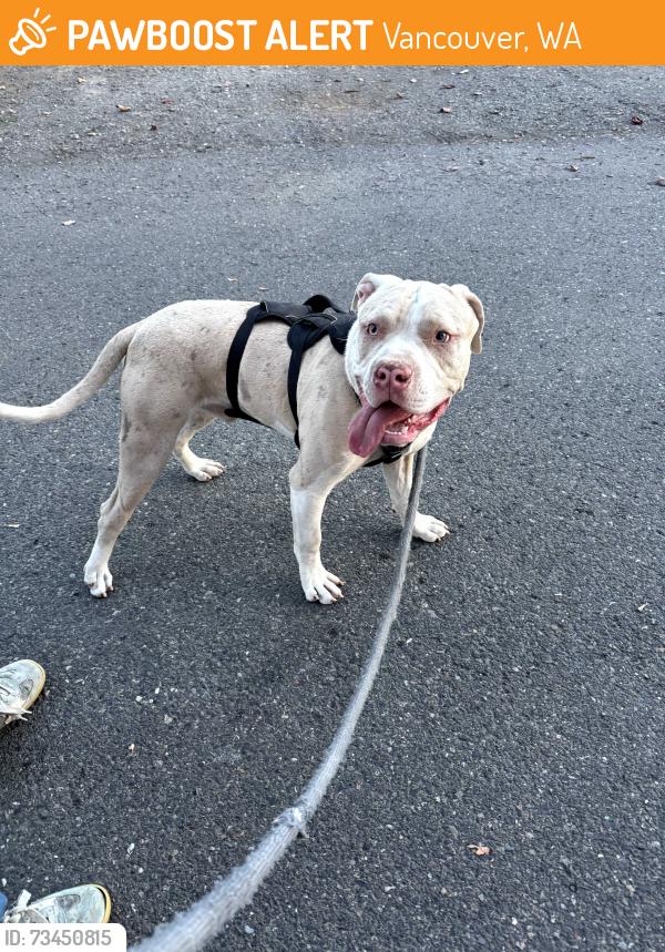 Found/Stray Male Dog last seen Mill Plain Blvd & Leiser, Vancouver, WA 98664