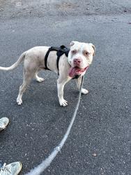 Found/Stray Male Dog last seen Mill Plain Blvd & Leiser, Vancouver, WA 98664
