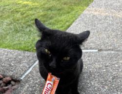 Found/Stray Male Cat last seen Jarvis, San Jose, CA 95118