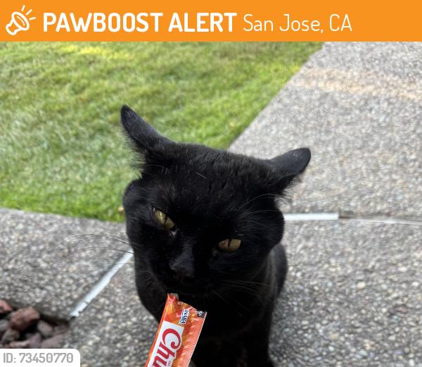 Found/Stray Male Cat last seen Jarvis, San Jose, CA 95118