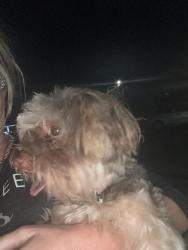 Found/Stray Male Dog last seen Near 107 Westfield dr Dunn, Dunn, NC 28334