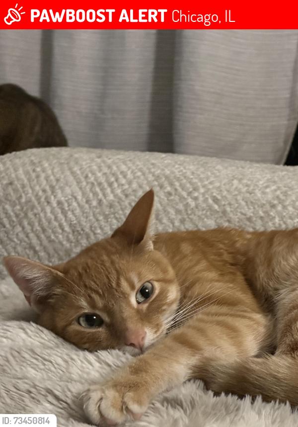 Lost Male Cat last seen Near S Kolmar Ave, Chicago, IL 60652