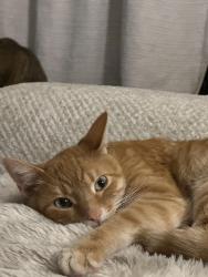 Lost Male Cat last seen Near S Kolmar Ave, Chicago, IL 60652