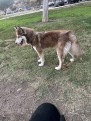 Reunited Male Dog last seen Whitney at, Chula Vista, CA 91910