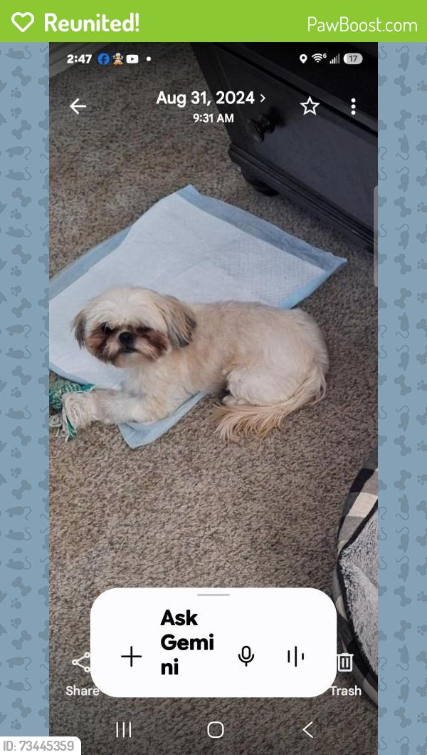 Reunited Female Dog last seen Roeser Rd and 40th Street, Phoenix, AZ 85040
