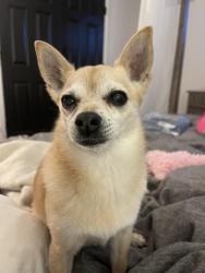 Reunited Female Dog last seen Cerro and Placerita, Encinitas, CA 92024