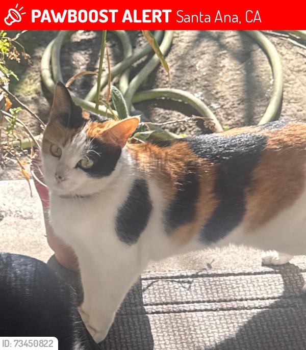 Lost Female Cat last seen Heroes elementary, Santa Ana, CA 92706