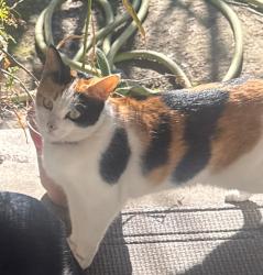 Lost Female Cat last seen Heroes elementary, Santa Ana, CA 92706