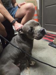 Found/Stray Male Dog last seen E Elmwood drive by traintracks Chattanooga, Chattanooga, TN 37405